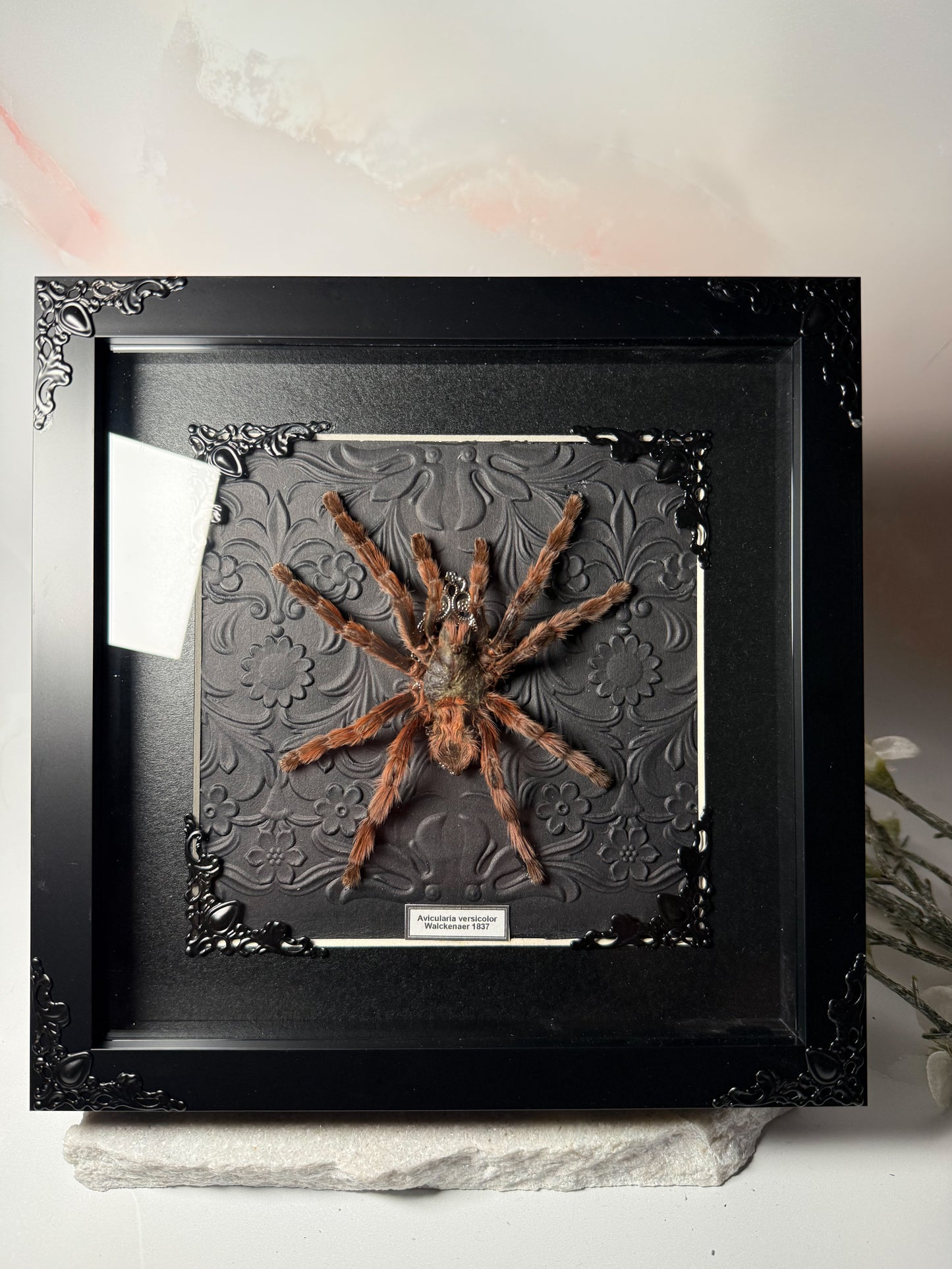 Avicularia Versicolor *RARE* Pink Toe Tarantula