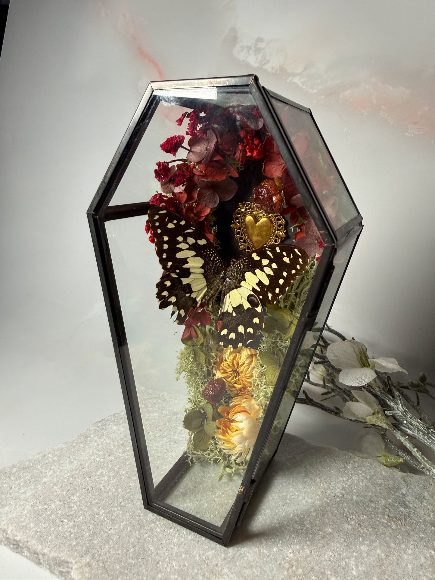 Papilio Demoleus - Coffin