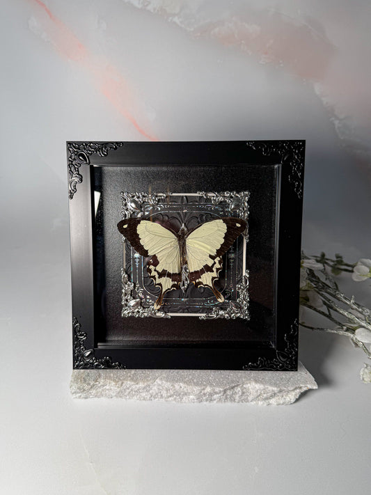 Papilio Dardanus - Silver