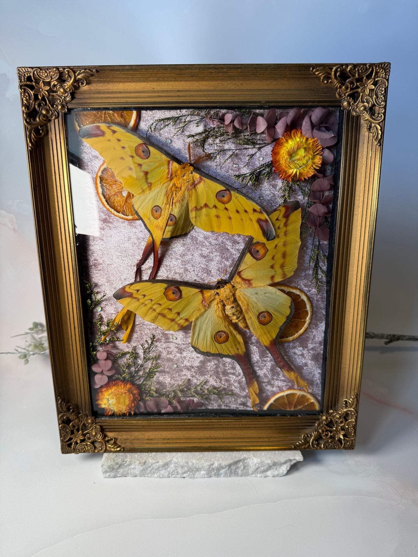Argema Mittrei M & F pair - Antique convex frame XL