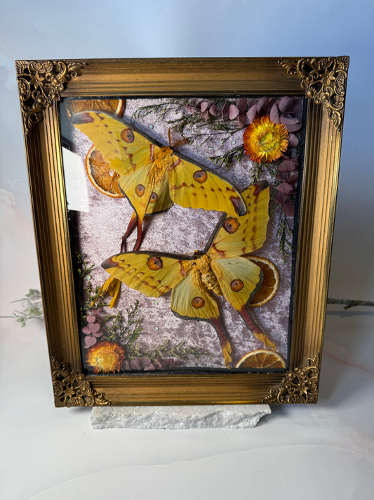 Argema Mittrei M & F pair - Antique convex frame XL