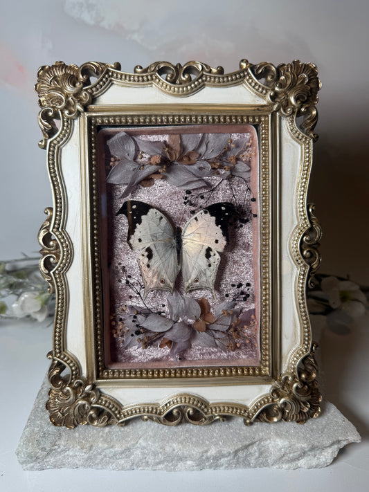 Salamis Duprei/ Mother of pearl - Ornate frame
