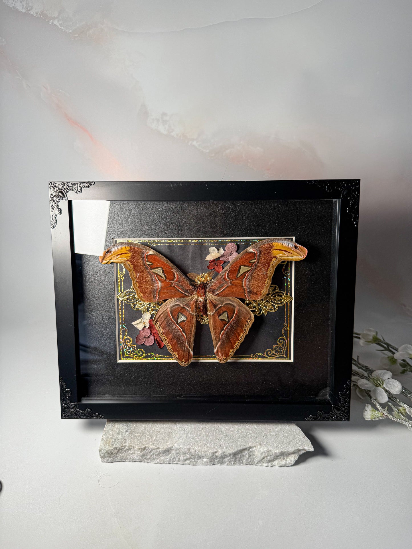 Male Attacus Atlas Moth - Gold Ornate
