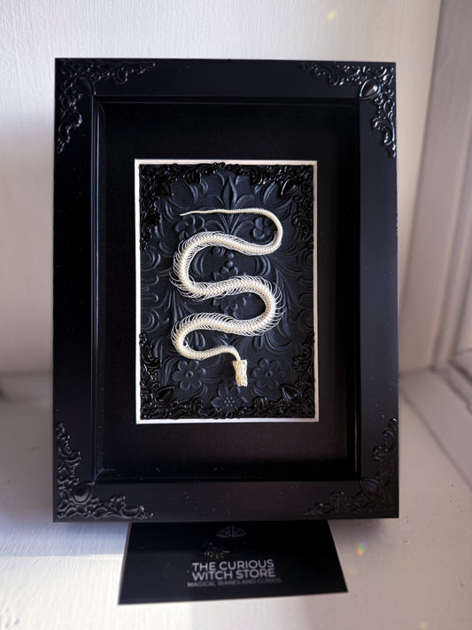 Mounted Snake Skeleton - Real Articulated Rice Paddy Snake Black