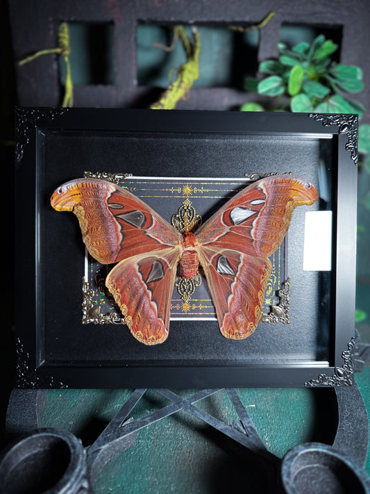 Attacus Atlas Moth - Gold Ornate