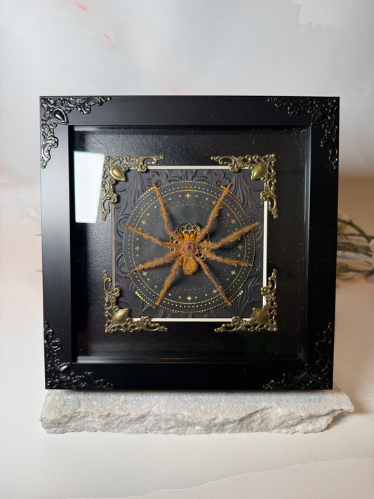 Heteropoda Sp/ Huntsman Spider- Stars