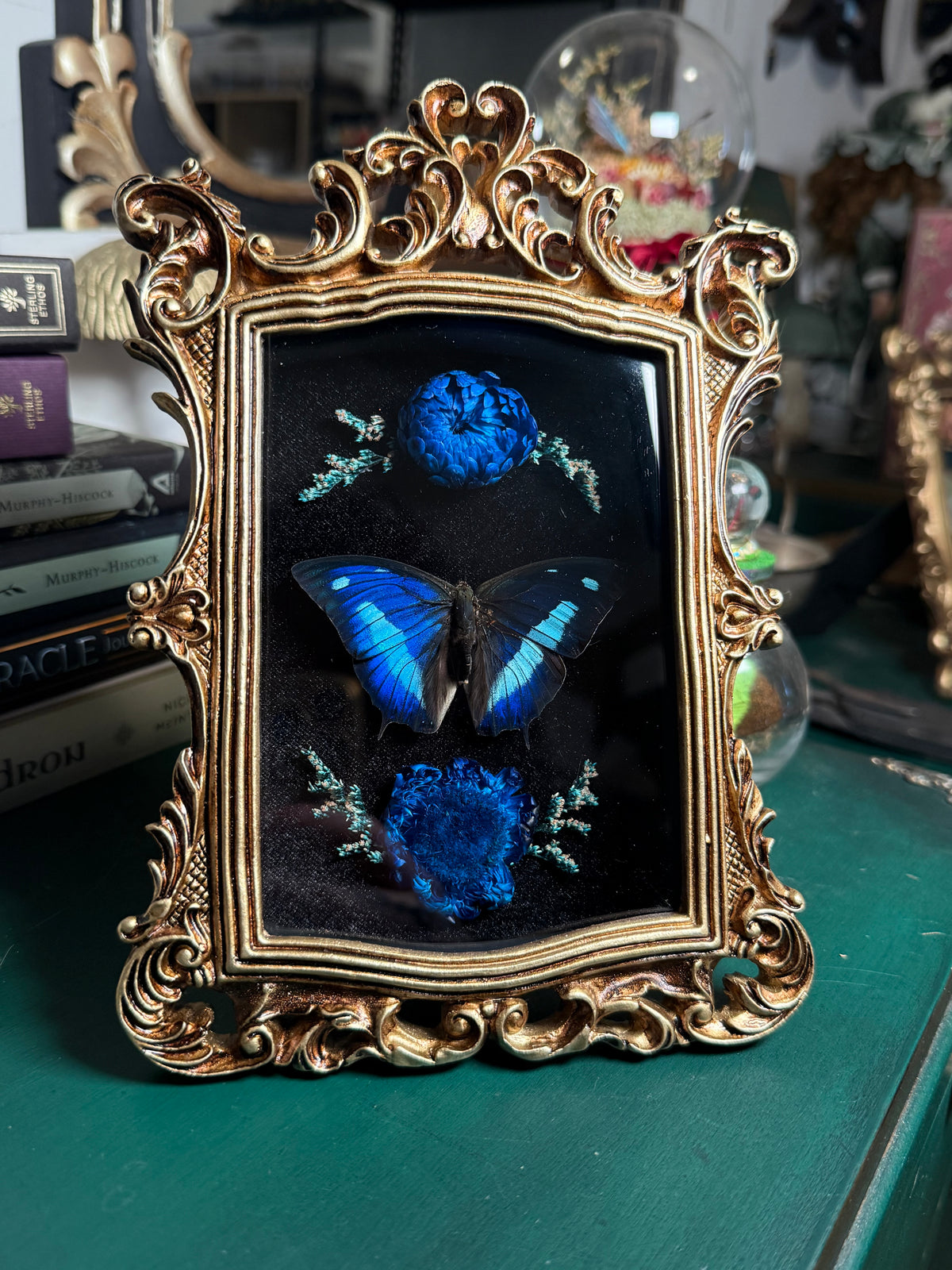 Polygrapha cyanea - Ornate Shadow box