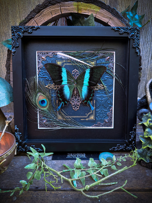 Papilio Blumei - Peacock