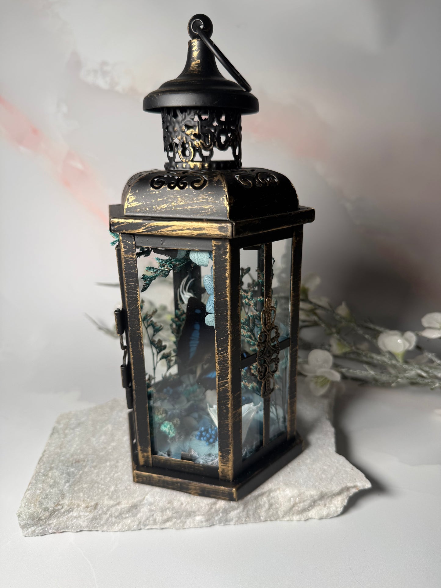 Fae Lantern Polygraphia Cyanea - Winter blossom