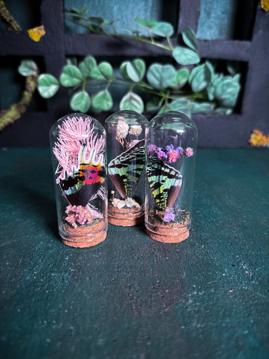 Wing Jar, Moth & Butterfly (random)