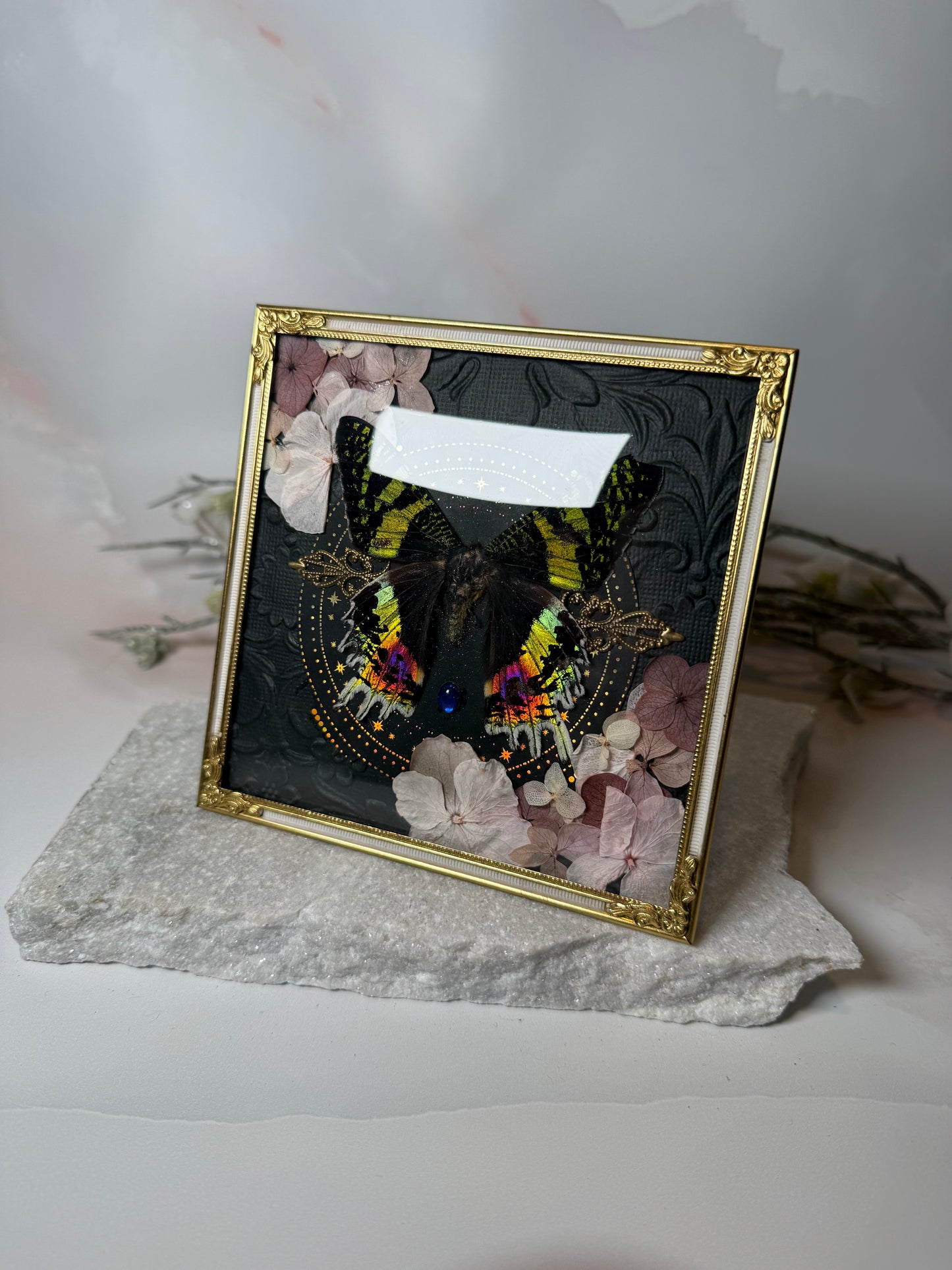 Chrysiridia rhipheus/Sunset Moth - Antique Convex Glass Frame