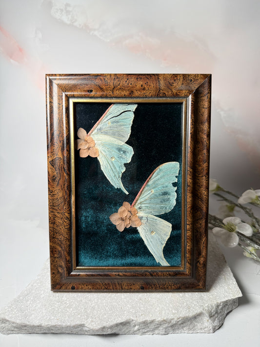 Actius Luna Wing Frame