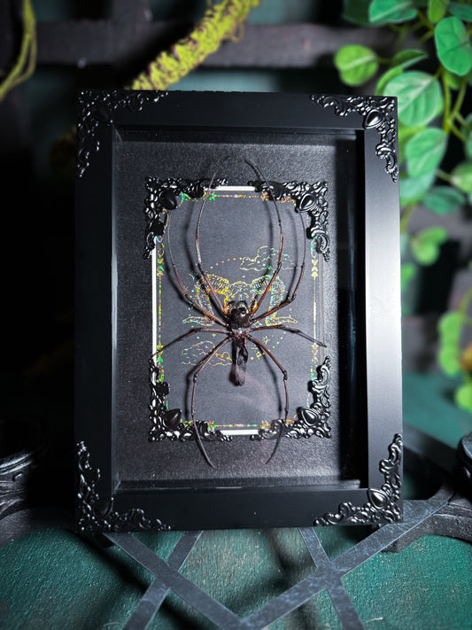 Nephlia Maculata Orb Weaver Spider - Ram Skull
