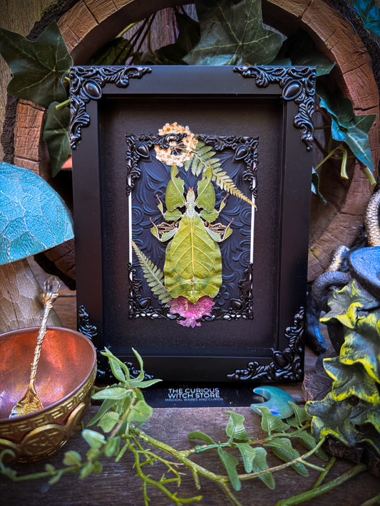 Phyllium pulchrifolium/Grays leaf insect - Garden