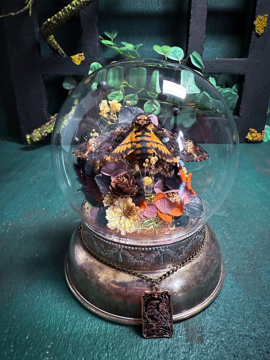 Acherontia atropos/Deathshead Hawkmoth - Antique Style Dome & Trinket