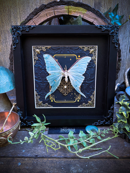 Luna Moth/Actius Dulcena - Tarot *Damaged*