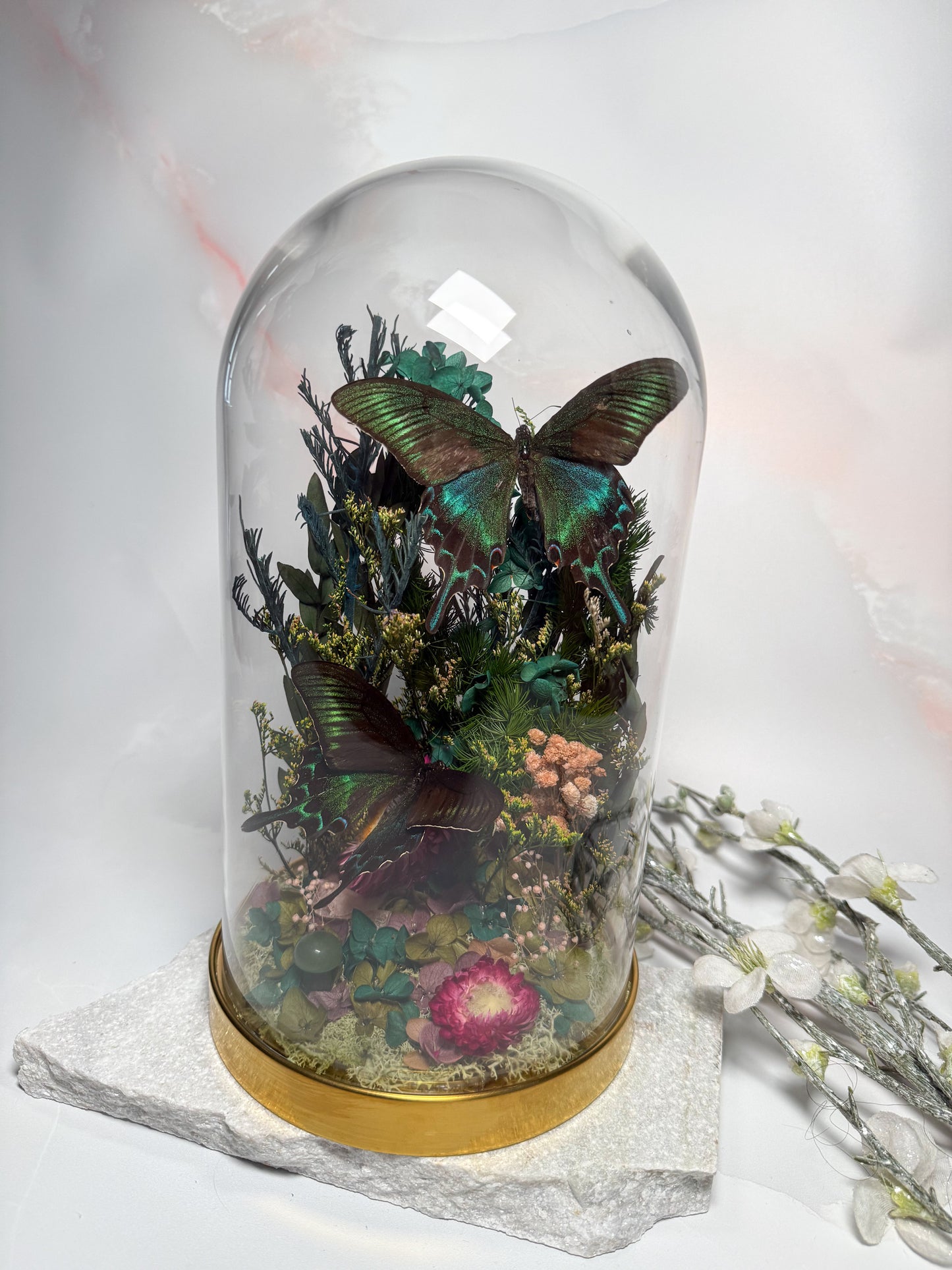 Papilio Maackii large cloche dome