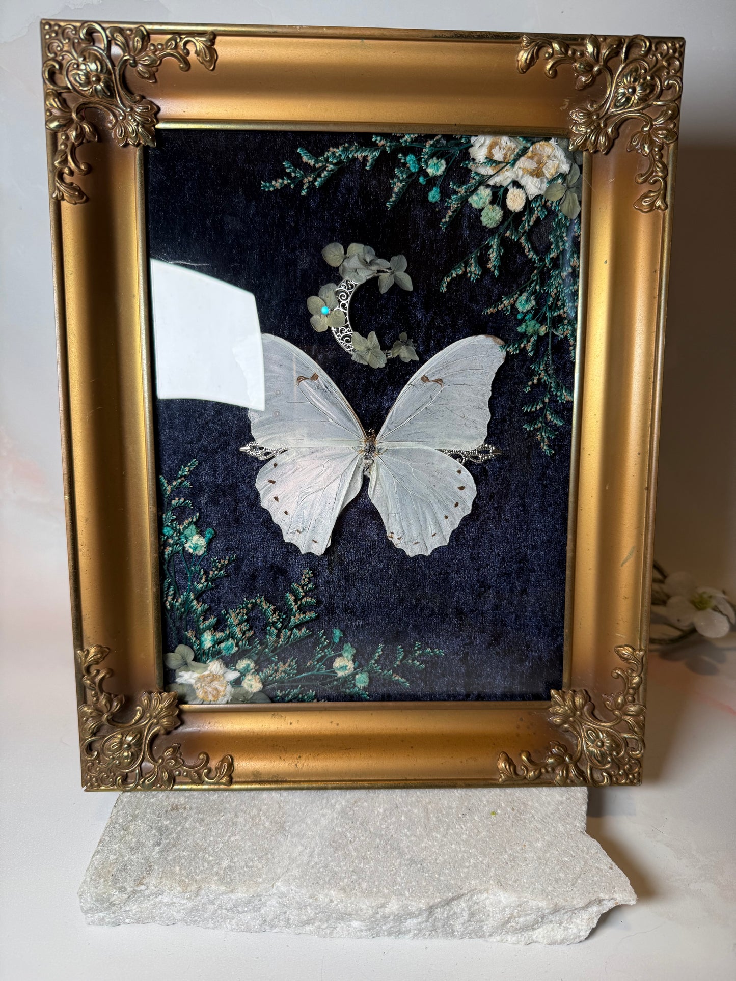Morpho Polyphemus - Antique convex frame
