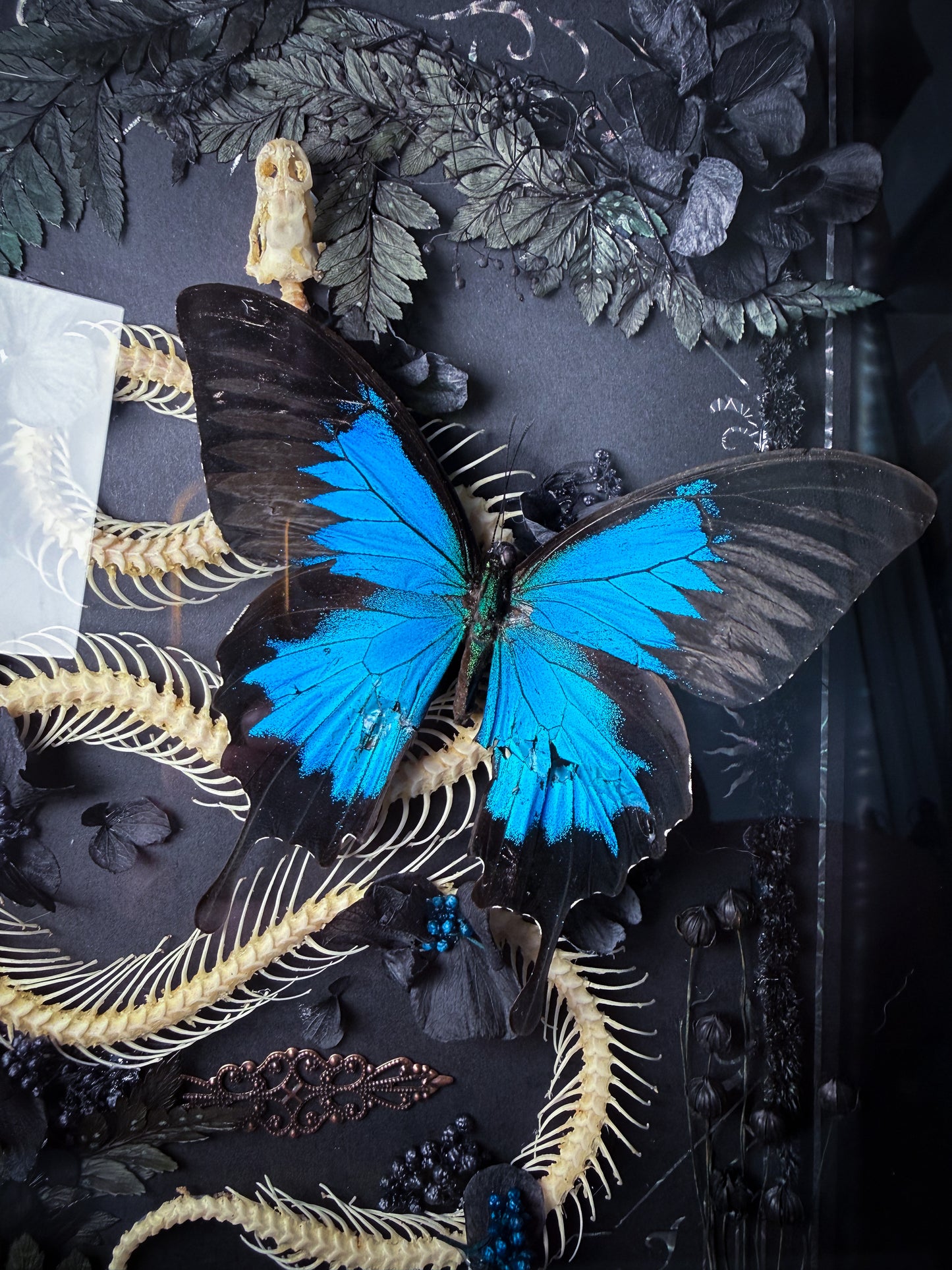 X Unicolor Snake Skeleton w/ Papilio Ulysses