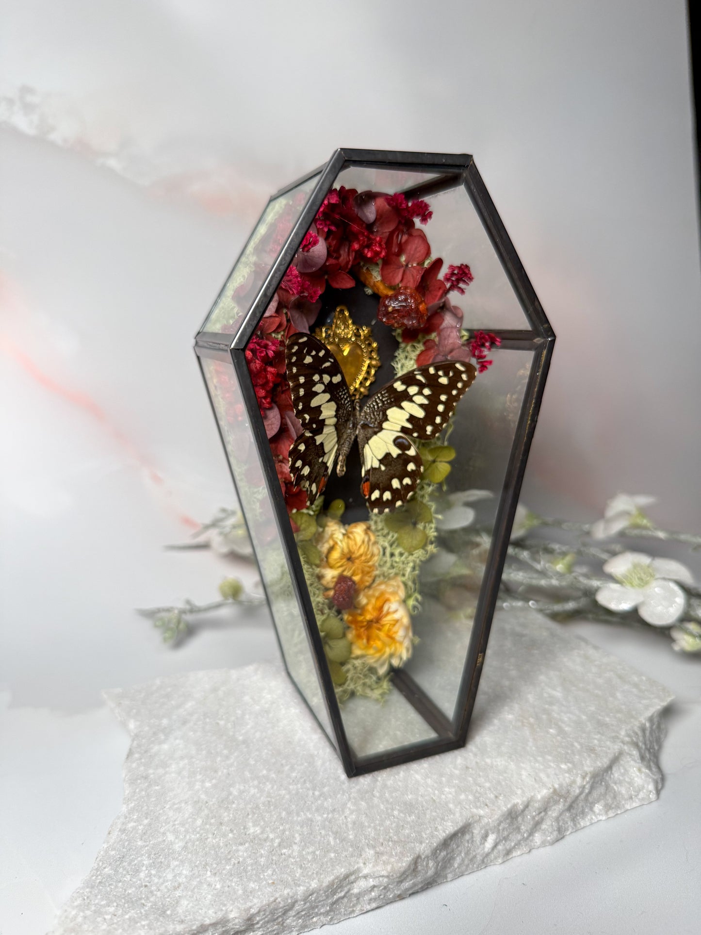 Papilio Demoleus - Coffin