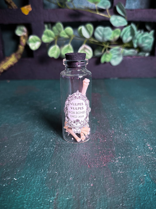 Vulpes Vulpes/ Fox Bones Oddity Jar (Random)