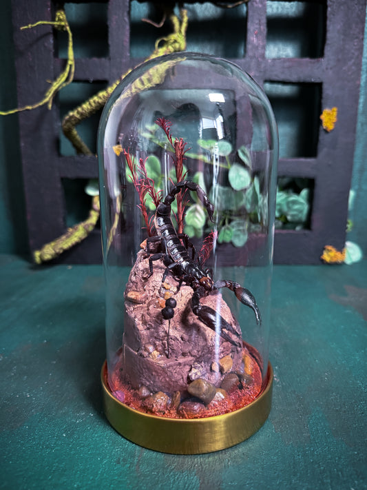 Heterometrus Laoticus/Vietnam forest scorpion - Dome display