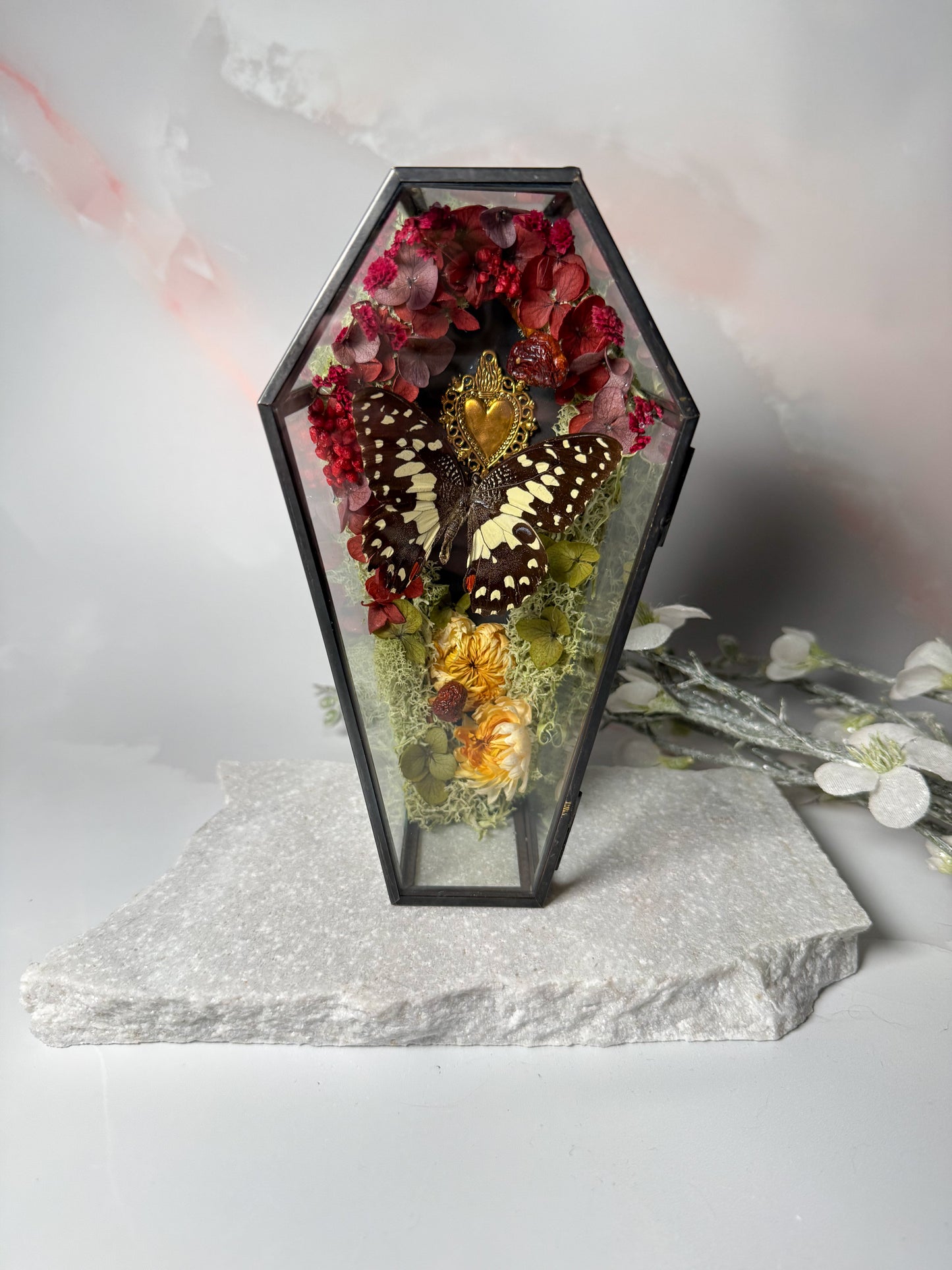 Papilio Demoleus - Coffin