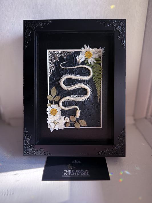 Mounted Snake Skeleton - Real Articulated Rice Paddy Snake White Flowers
