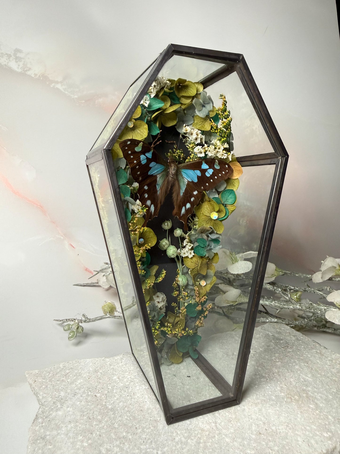 Graphium Stresemanni - Coffin