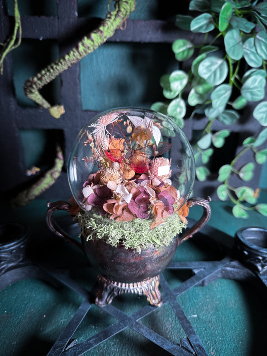 Cithaerias Aurorina Butterfly - Antique Sugar Jar Dome