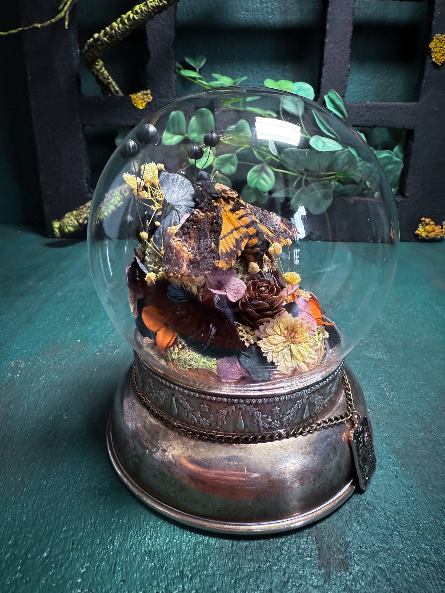 Acherontia atropos/Deathshead Hawkmoth - Antique Style Dome & Trinket