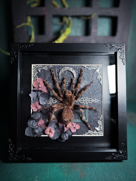 Acanthoscurria Juruenicola/Brazilian orange-banded tarantula F - Gothic Garden