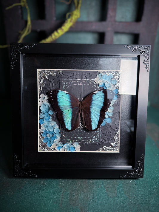 Morpho Achilles/ blue-banded morpho butterfly - Blue Dance