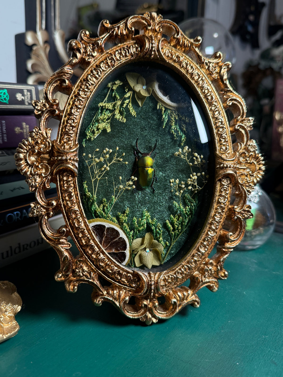 Lamprima adolphinae - Ornate Shadow box