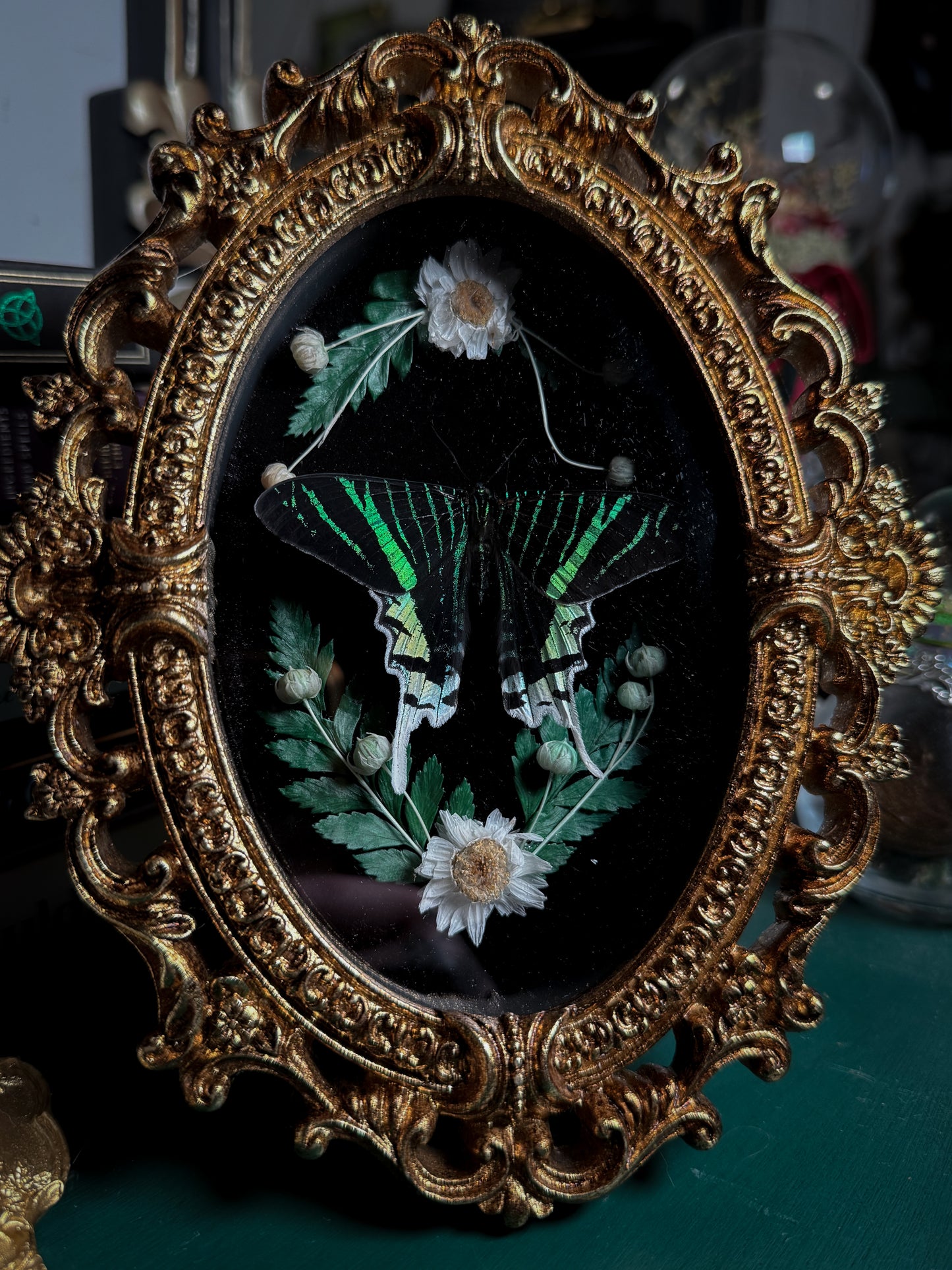 Urania leilus - Ornate Shadow box