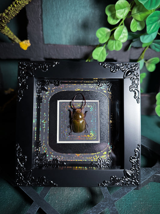 Kibakoganea Tamdaoensis Beetle