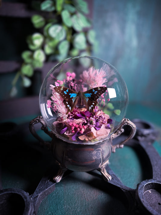 Graphium Stressmanii Butterfly - Antique Sugar Jar Dome