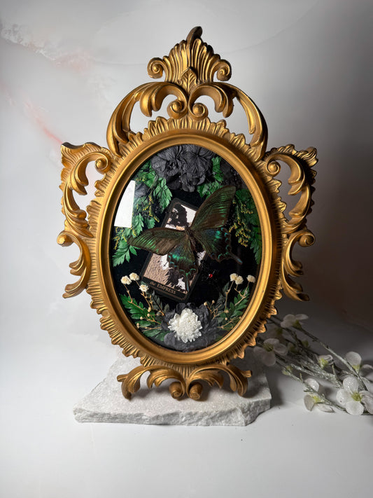 Papilio Maackii - Antique convex frame