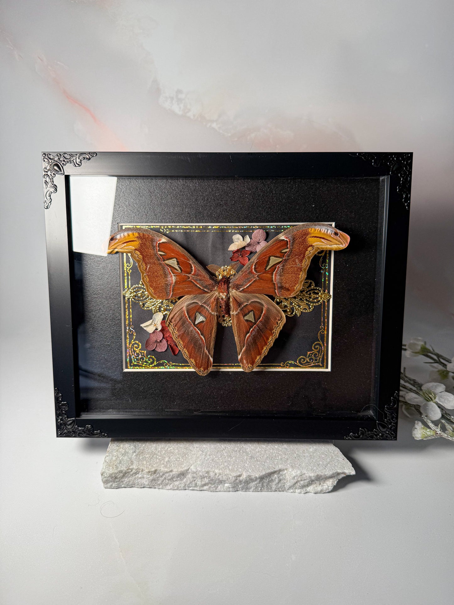 Male Attacus Atlas Moth - Gold Ornate