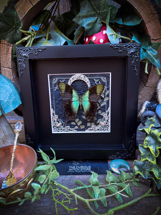 Papilio Peranthus/ Indonesian Swallowtail