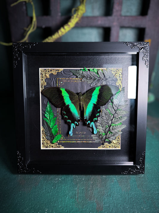 Papilio Blumei/The Green Peacock Butterfly - Forest Moon