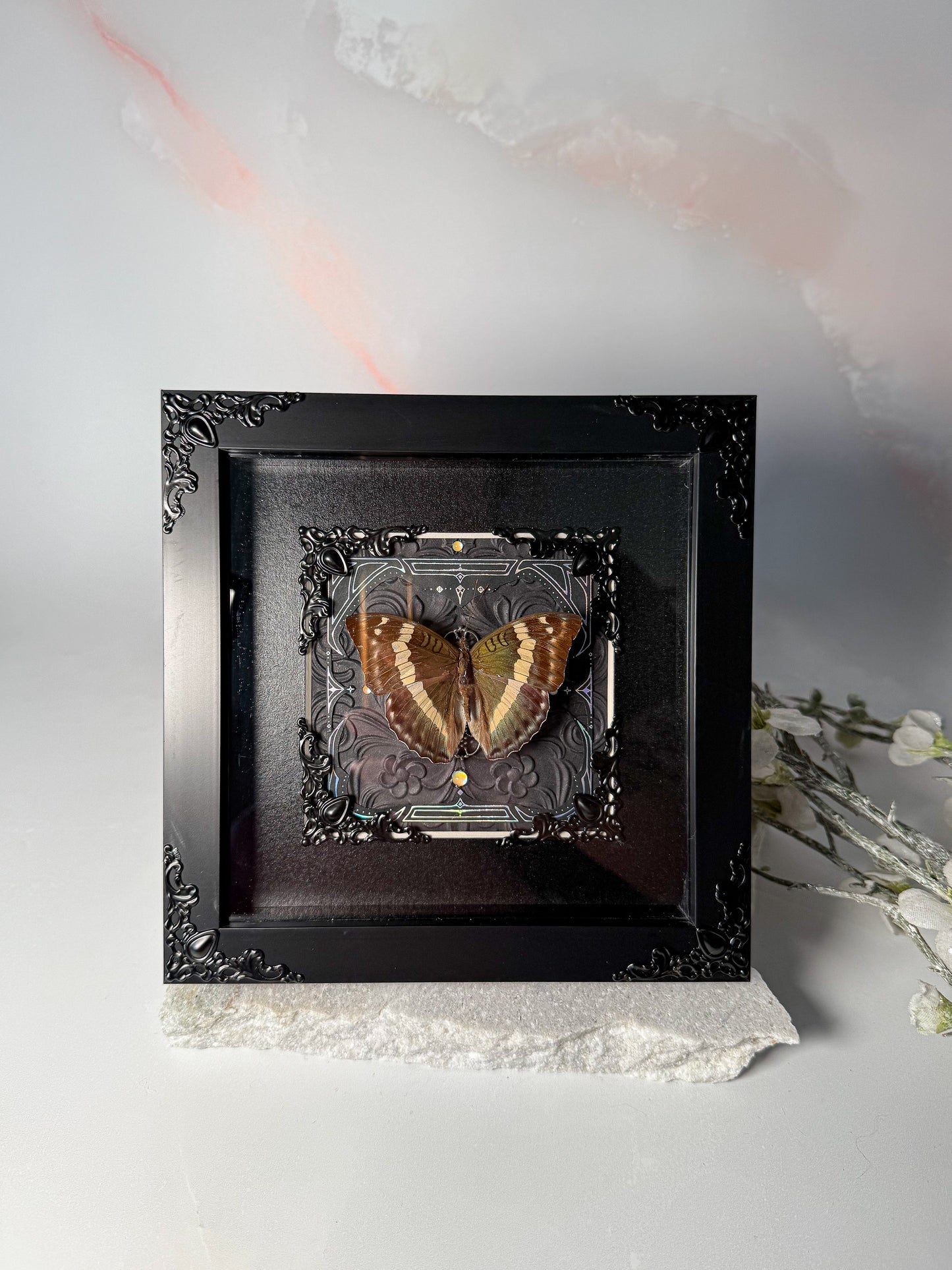 Euthalia Franciae Attentuatta