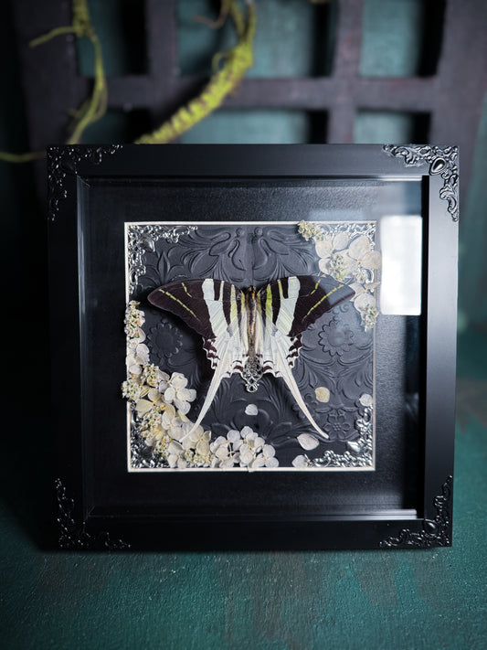 Graphium Androcles/The Giant Swordtail - White Blossom