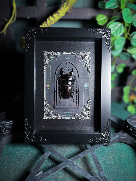 Dorcus Alcides - Ornate Cathedral