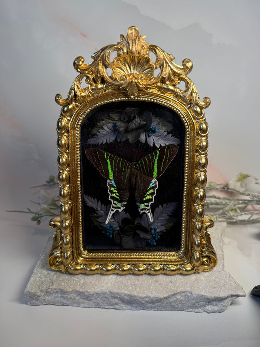 Urania Leilus - Gold ornate frame