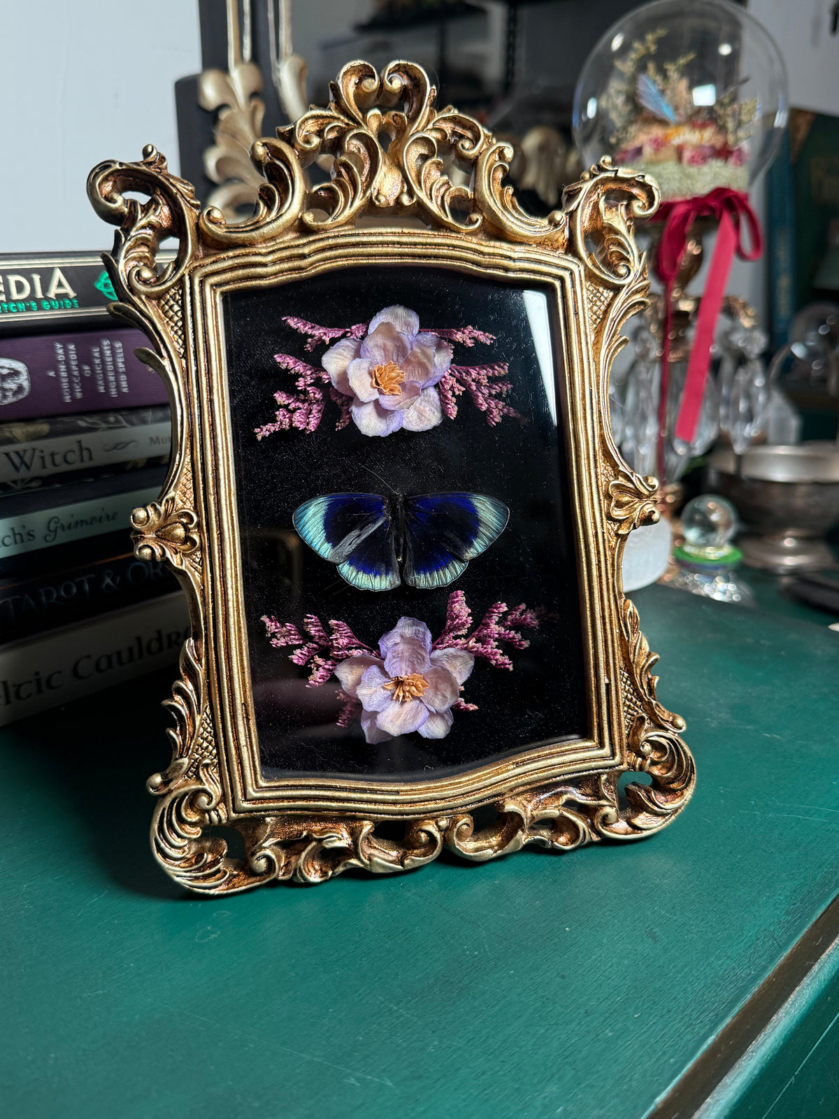 Asterope Adamsi - Ornate Shadow box