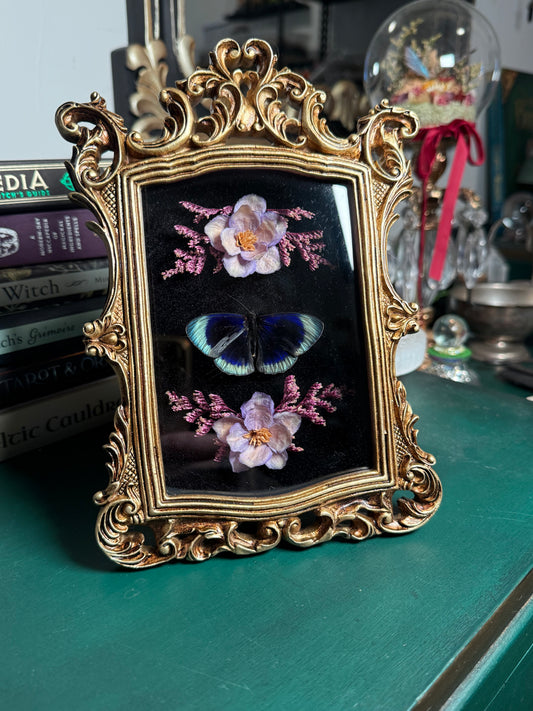 Asterope Adamsi - Ornate Shadow box