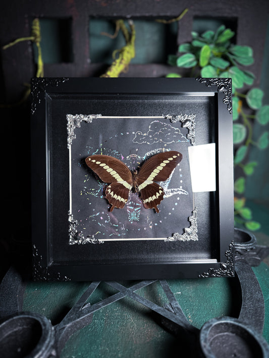 Papilio Gigon - Ram Skull