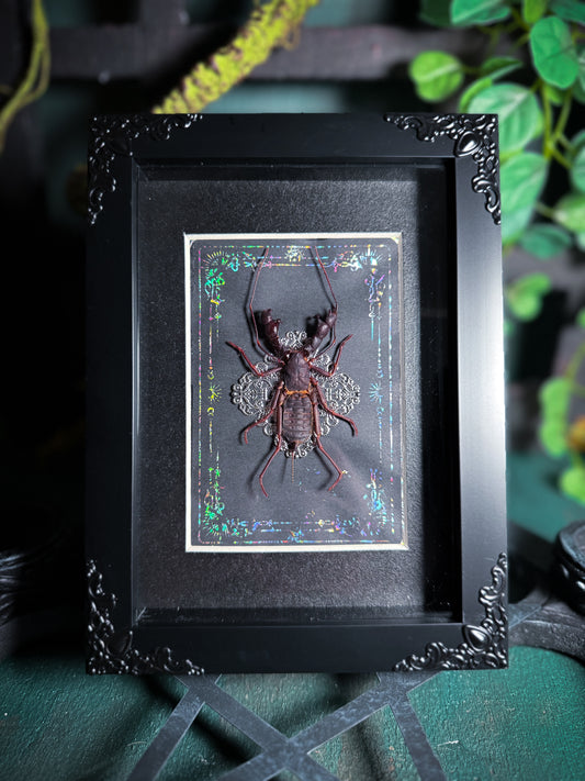 Hypoctonus Siamensis Whip Scorpion - Silver Tarot