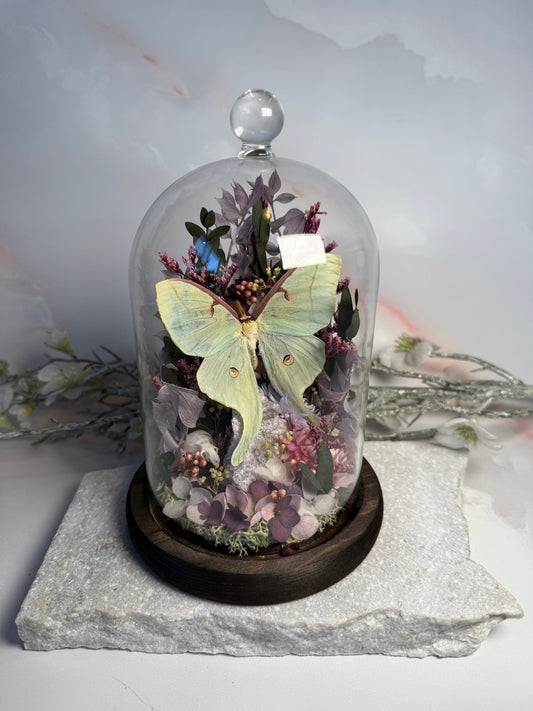 Actias Luna x Rat Skull x Lepidolite Cloche Dome